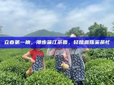 立春第一摘，漫步蒲江茶园，轻踏露珠采茶忙